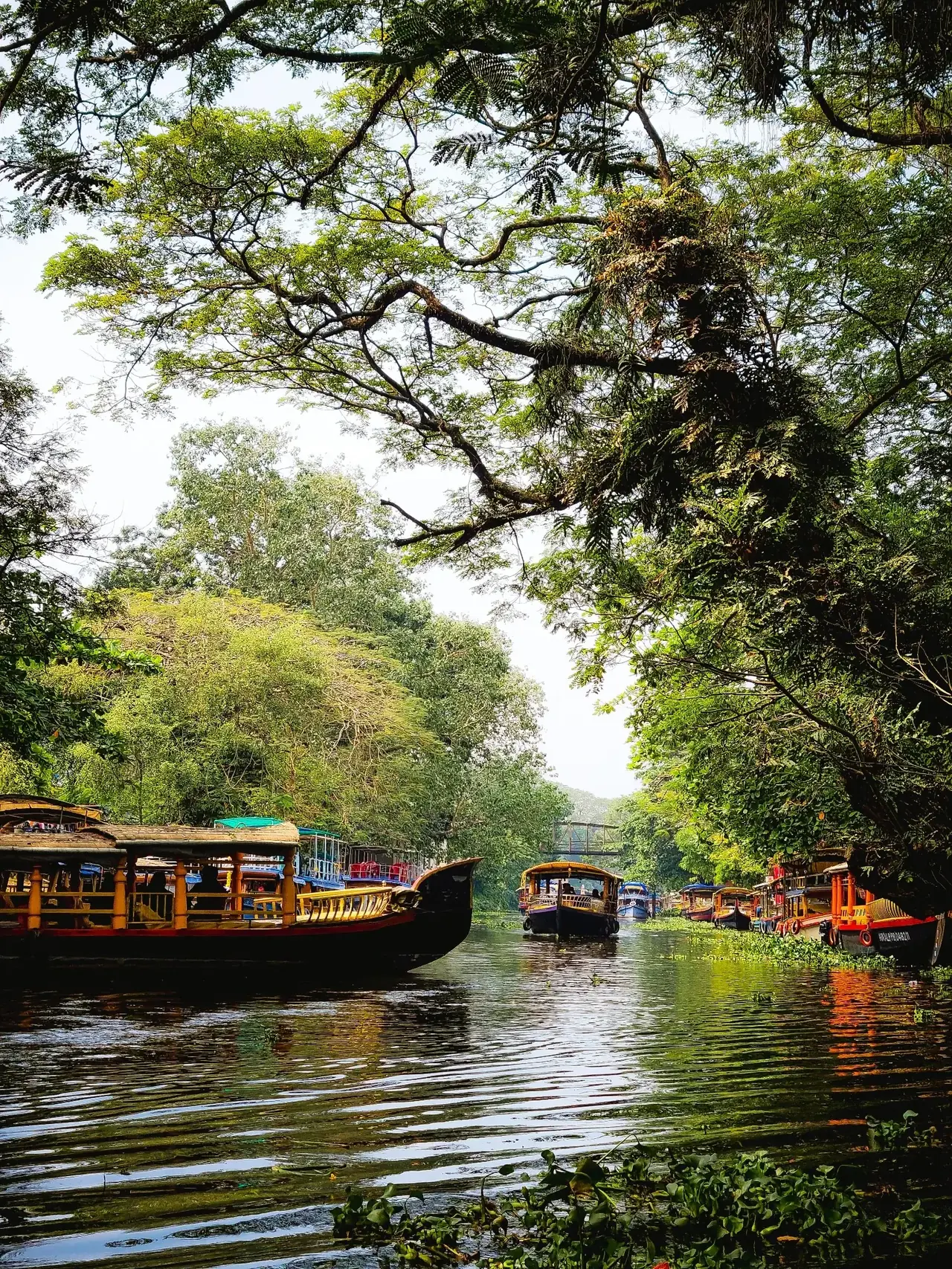 Traditional boats on Alleppey backwaters