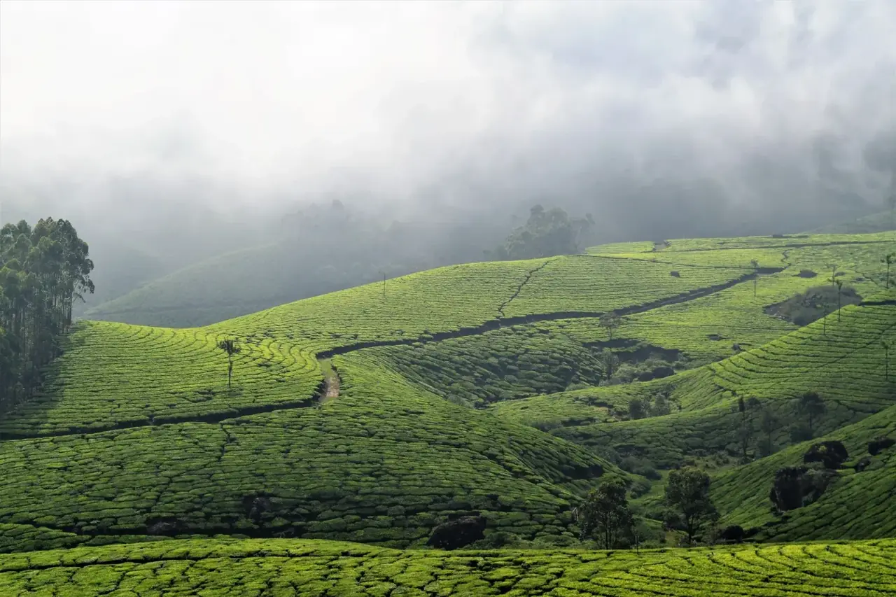 Munnar tea plantations and misty green hills