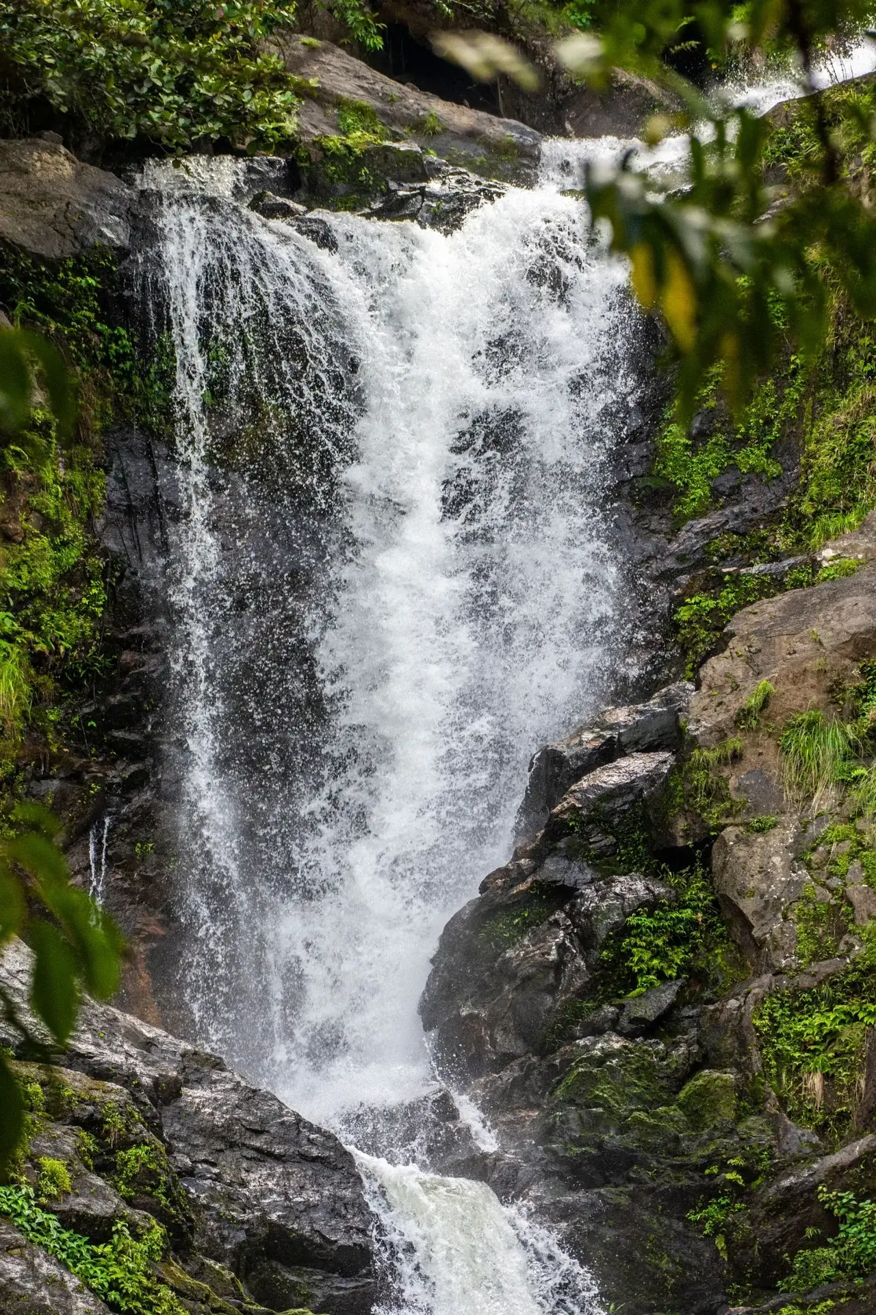 Wayanad waterfall surrounded by forest